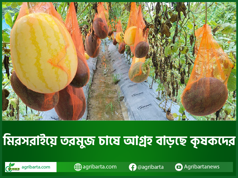 মিরসরাইয়ে তরমুজ চাষে আগ্রহ বাড়ছে কৃষকদের